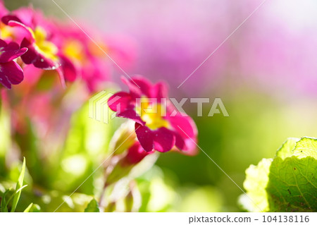 Spring/Primula flower bed Spring/Primula flower bed 104138116