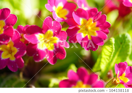 Spring/Primula flower bed 104138118