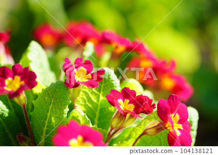 Spring flower bed, Primula 104138121