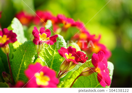 Spring flower bed, Primula 104138122