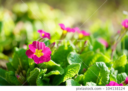 Spring flower bed, Primula 104138124