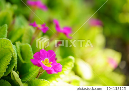 Spring flower bed, Primula 104138125