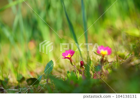Spring flower bed, Primula 104138131