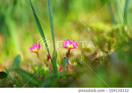 Spring flower bed, Primula 104138132