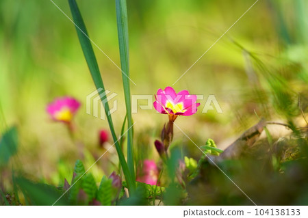 Spring flower bed, Primula Spring flower bed, Primula 104138133