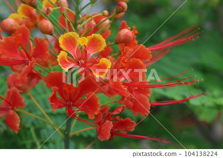 綠色背景的紅色幼蟲花 綠色背景的紅色幼蟲花 104138224