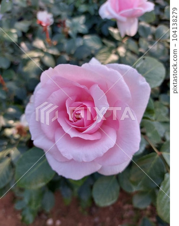淡粉色玫瑰 104138279