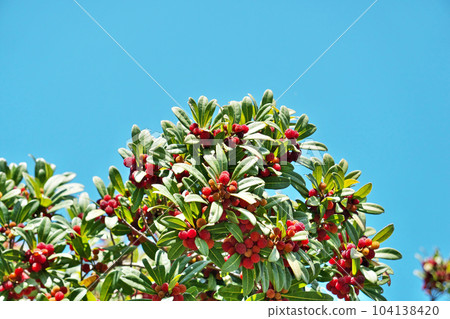 Many red bayberries (summer, June) Many red bayberries (summer, June) 104138420