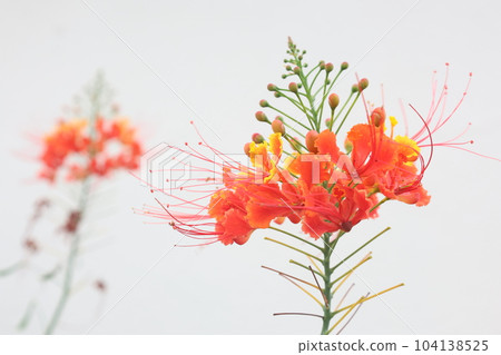 白色背景上的紅色向日葵月桂花 104138525
