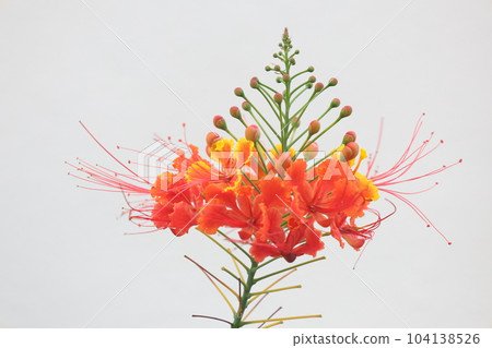 白色背景上的紅色向日葵月桂花 白色背景上的紅色向日葵月桂花 104138526