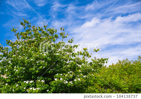 Dogwood flowers blooming in early summer 104138737
