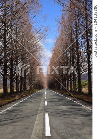 牧野高原的美國加州紅杉樹 104138880