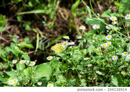 Common butterfly perching on a hymedion 104138914