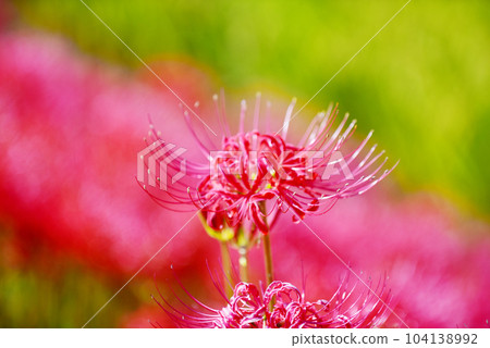 Burning red beautiful cluster amaryllis old lens 104138992
