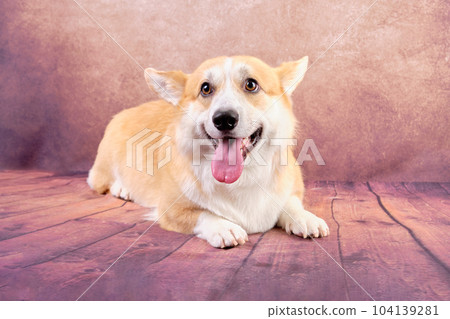 A Welsh Corgi dog lying down looks up a little A Welsh Corgi dog lying down looks up a little 104139281