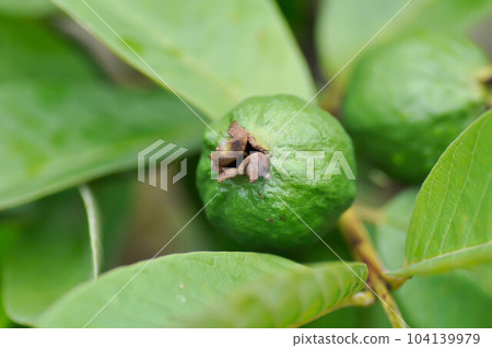 guava tree, MYRTACEAE or Psidium guajava Linn 104139979