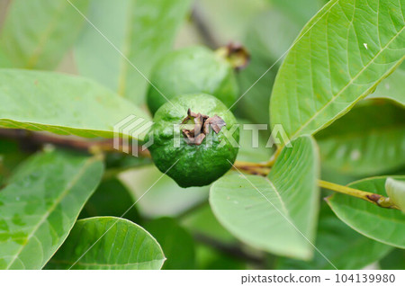 guava tree, MYRTACEAE or Psidium guajava Linn 104139980