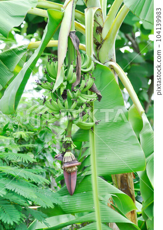 banana or banana plant, banana tree or Banana blossom or banana seed ,Cavendish Banana or ,Musa Sapientum 104139983