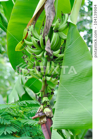 banana or banana plant, banana tree or Banana blossom or banana seed ,Cavendish Banana or ,Musa Sapientum banana or banana plant, banana tree or Banana blossom or banana seed ,Cavendish Banana or ,Musa Sapientum 104139984