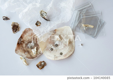 Handmade seashell earrings and tools for creating. Craft jewelry from natural material. Handmade seashell earrings and tools for creating. Craft jewelry from natural material. 104140085