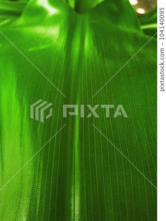 Green leaf texture close up. Natural pattern. Green leaf texture close up. Natural pattern. 104140095