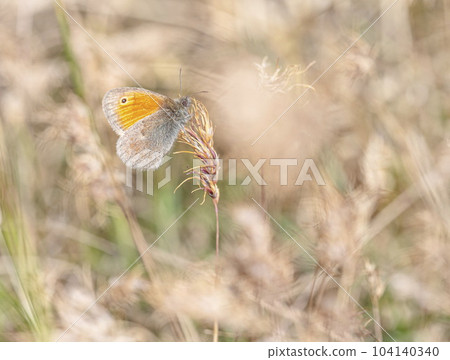 Small heath butterfly, coenonympha pamphilus, on a plant Small heath butterfly, coenonympha pamphilus, on a plant 104140340