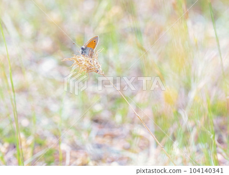 Small heath butterfly, coenonympha pamphilus, on a flower Small heath butterfly, coenonympha pamphilus, on a flower 104140341