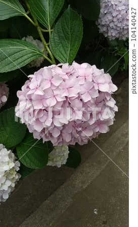 hydrangea 104140427