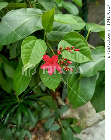 Close up of rose-flowered jatropha plant Close up of rose-flowered jatropha plant 104140517
