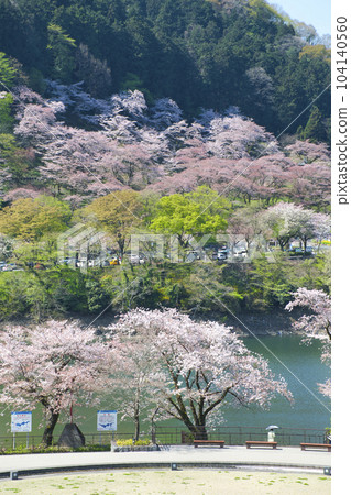 [相模原市] 築井湖城山公園的櫻花 104140560