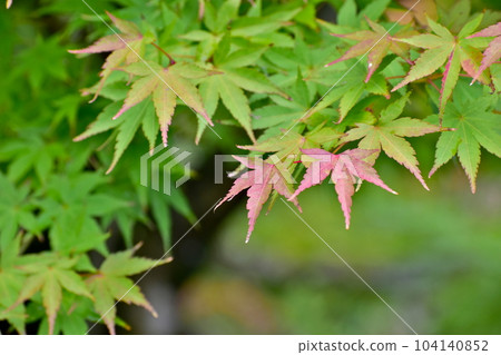 楓葉秋葉日本庭園 Yushien 楓葉秋葉日本庭園 Yushien 104140852