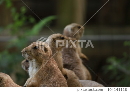 狐獴 104141118