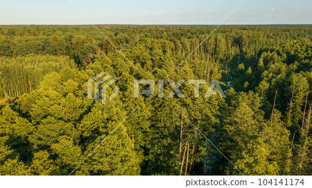Polish part of Bialowieza Forest 104141174