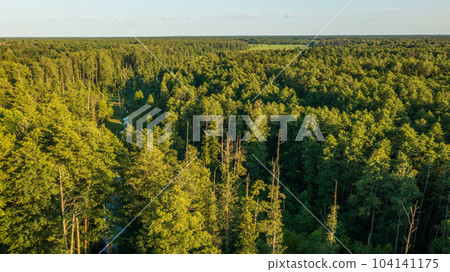 Polish part of Bialowieza Forest 104141175