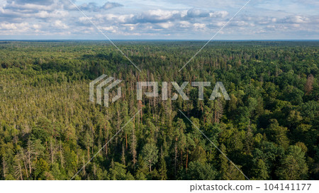 Polish part of Bialowieza Forest to east from Hajnowka Polish part of Bialowieza Forest to east from Hajnowka 104141177