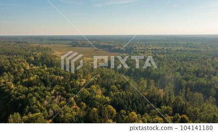 Polish part of Bialowieza Forest to east from Hajnowka Polish part of Bialowieza Forest to east from Hajnowka 104141180