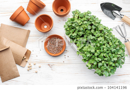 Gardening concept, planting at home 104141196