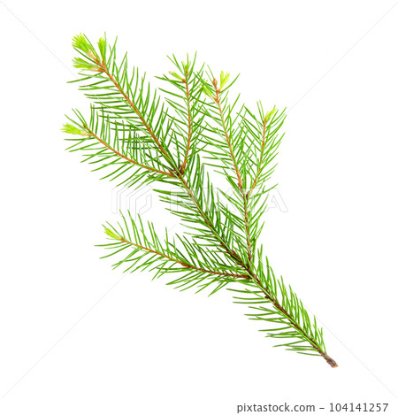 Fir tree branch with young needles sprouts isolated on a white background. Stock photo 104141257