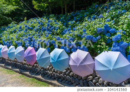 靜岡縣袋井市八田山繡球花 104141560