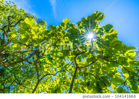 Cityscape of Yokohama, Japan Sunlight and white magnolia. Images of ecology, virtuous heart, love of nature, etc. = Yokohama city Cityscape of Yokohama, Japan Sunlight and white magnolia. Images of ecology, virtuous heart, love of nature, etc. = Yokohama city 104141668