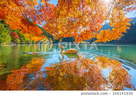[南阿爾卑斯山]稻垣湖的秋葉和天鵝 104141830