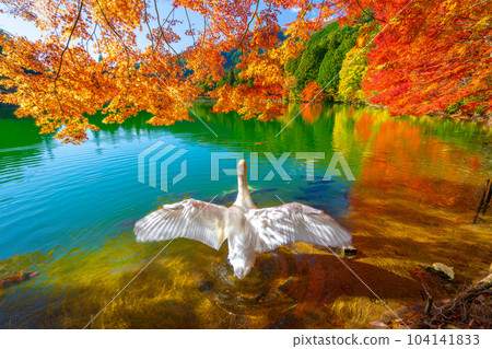 [南阿爾卑斯山]稻垣湖的秋葉和天鵝 104141833