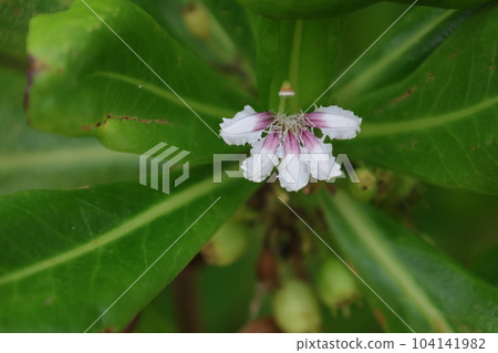 Subtropical flower of Kusatobera 104141982