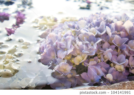 Flower hand water with colorful hydrangeas floating in the rainy season June 104141991
