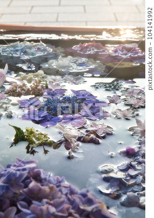 Flower hand water with colorful hydrangeas floating in the rainy season June Flower hand water with colorful hydrangeas floating in the rainy season June 104141992