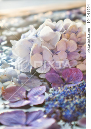 六月雨季七彩繡球花手水飄 六月雨季七彩繡球花手水飄 104141994