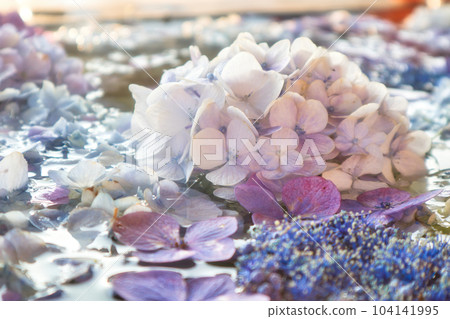 Flower hand water with colorful hydrangeas floating in the rainy season June Flower hand water with colorful hydrangeas floating in the rainy season June 104141995