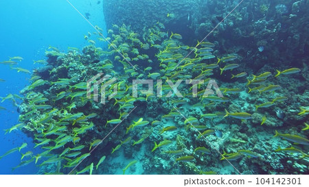 Beautifiul underwater view with tropical coral reefs 104142301