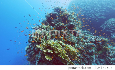 Beautifiul underwater view with tropical coral reefs Beautifiul underwater view with tropical coral reefs 104142302