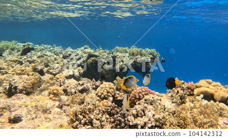 Beautifiul underwater view with tropical coral reefs 104142312